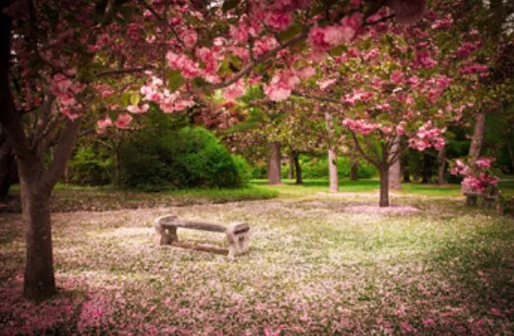 2019北京玉渊潭樱花节时间 2019玉渊潭樱花节门票价格