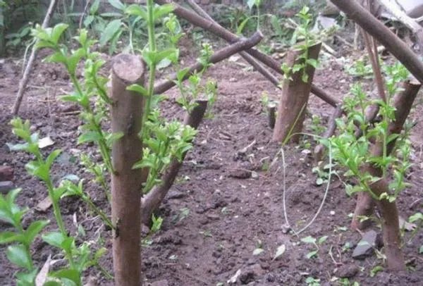 樱桃枝扦插最好在什么时候，怎么扦插，请详细讲解，谢谢