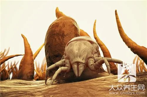 螨虫最怕什么植物