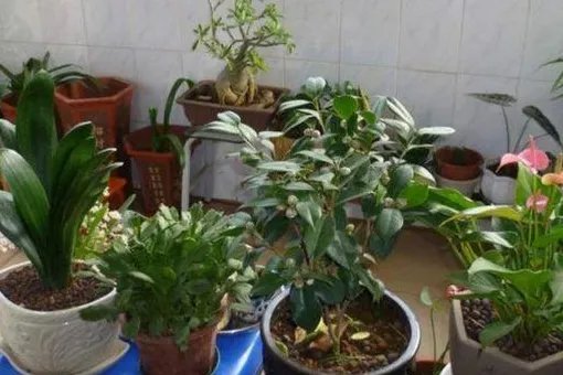 花盆里有小飞虫怎么办？