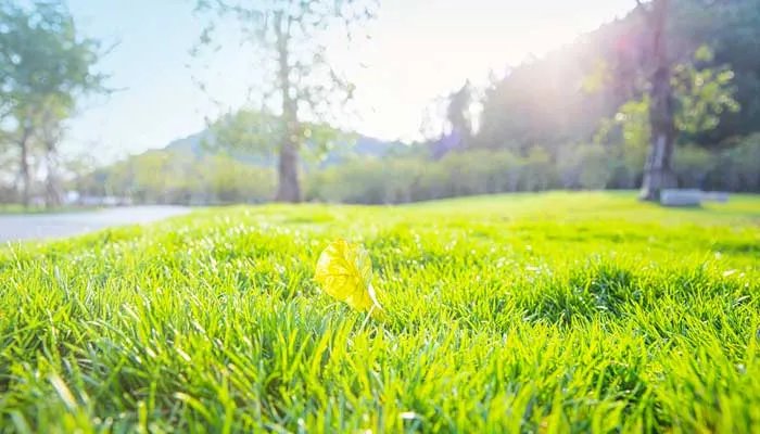 乌拉草是什么  乌拉草是什么东西