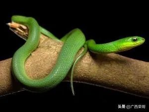 常见的十大无毒的蛇分别有哪些？