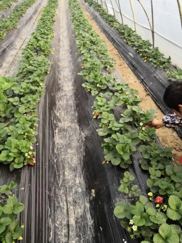 温室大棚的工作原理是什么？