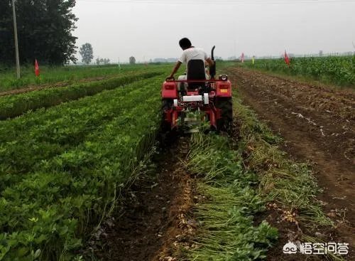 两亩花生地用收割机来收，120元/亩大家说划算吗？