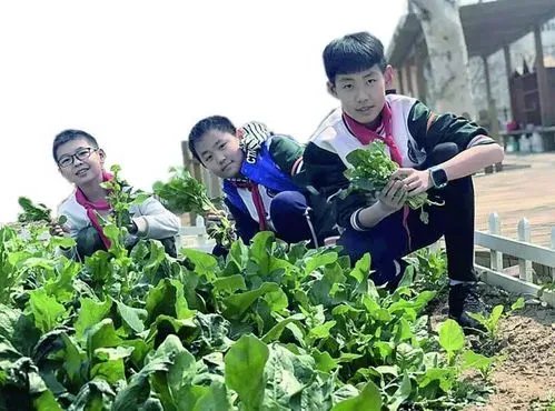 如何看待劳动课正式升级为中小学独立课程？对学生有什么益处？