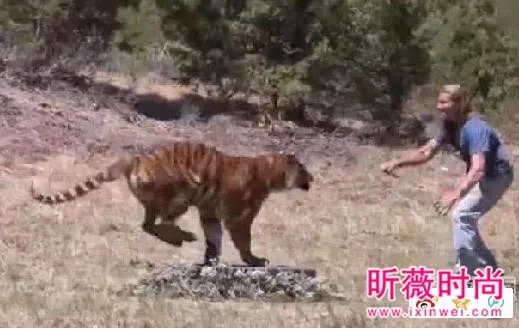 男子作死挑逗老虎:下一秒悲剧（组图）