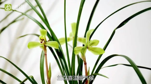 兰花的养殖方法