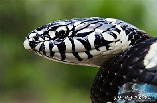 常见的十大无毒的蛇分别有哪些？