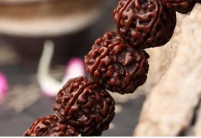 菩提子有哪些种类？菩提子种类大全图片介绍！