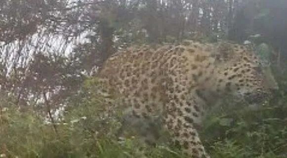 秦岭南坡40年来首次发现金钱豹，金钱豹属于稀缺动物吗？