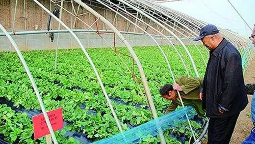 番茄种植技术大揭秘  西红柿浇水的正确方法