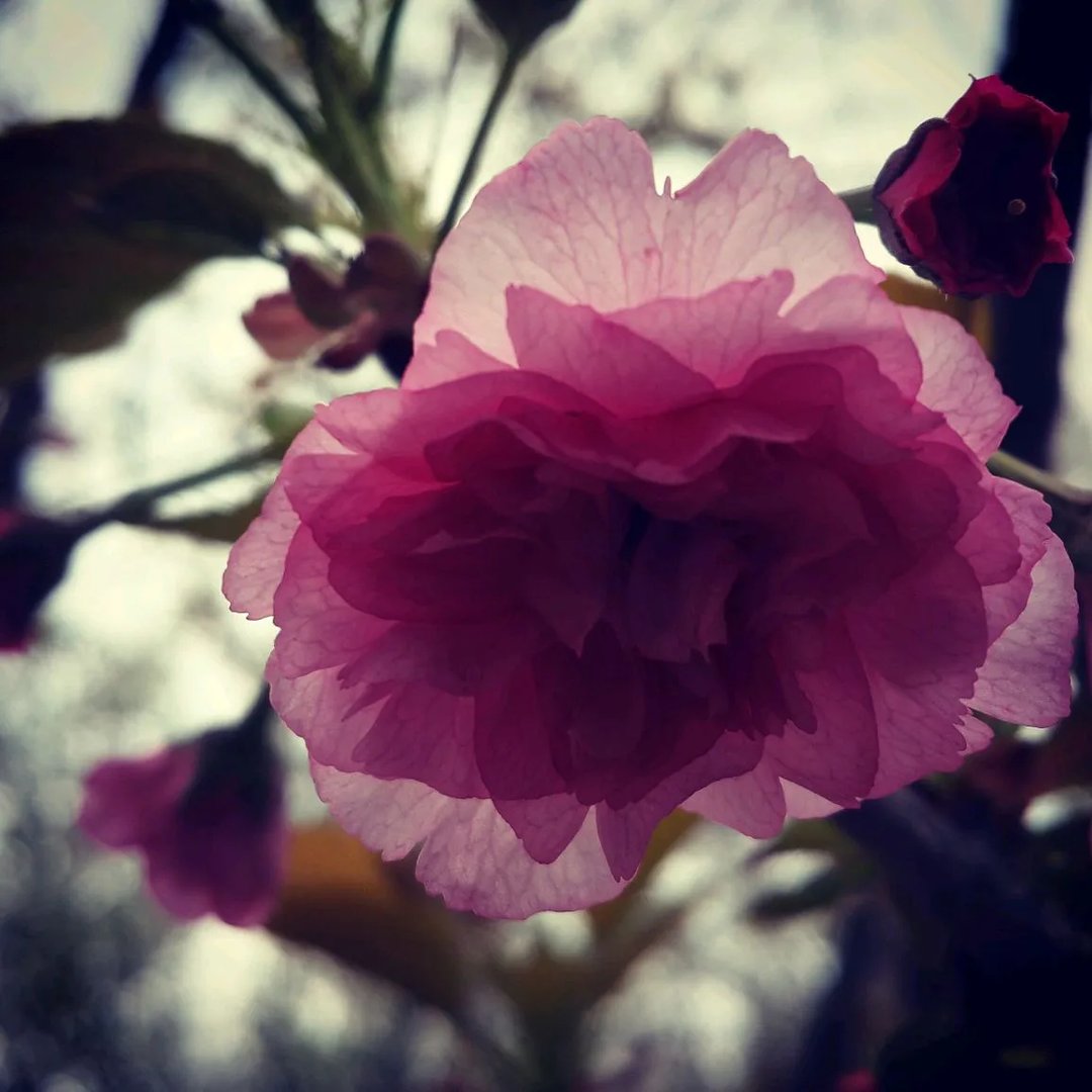 一花一世界，一树一菩提 是什么意思