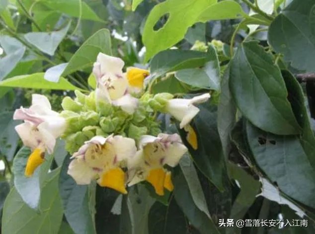 梓字取名的寓意？