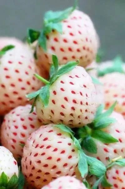 吃过这些水果的都是土豪，小编才第一次见识