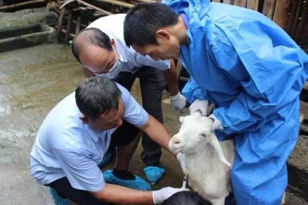 兰州兽研所布病确认阳性3245人，这些人还能被治好吗？