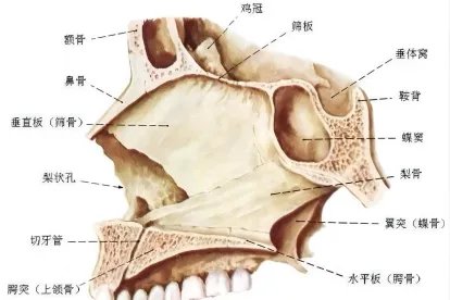鼻中隔解剖结构图