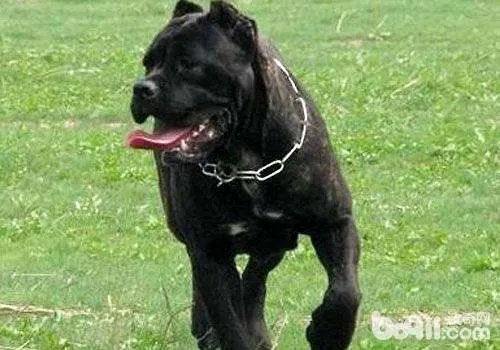 卡斯罗犬多少钱一只 卡斯罗犬图片