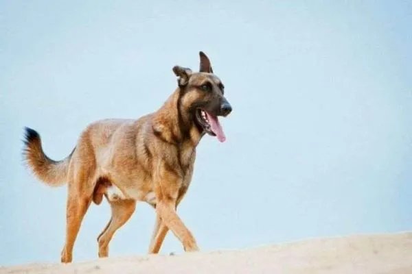 十部优秀的军事题材电视剧 士兵突击 亮剑上榜