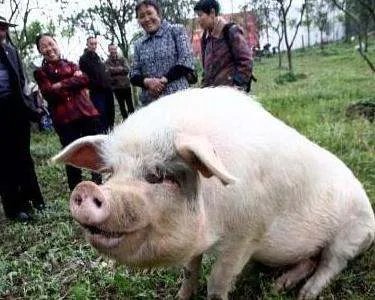 猪坚强已经不能自主站立了，它背后到底有着怎样令人感动的故事？