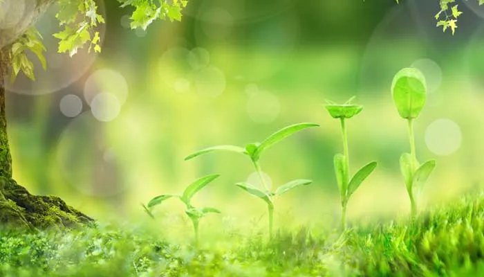 乌拉草是什么  乌拉草是什么东西