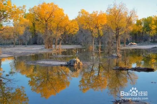 胡杨林旅游攻略