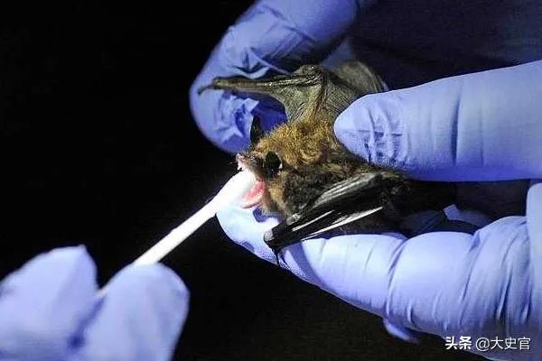 美国政府为什么要下令禁止研究蝙蝠？这是担心阴谋要暴露了吗？