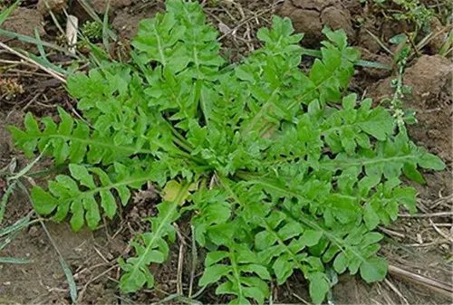 野菜有哪些 国内常见的5种野菜