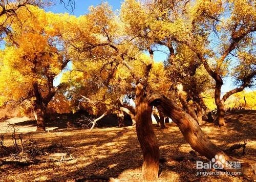 胡杨林旅游攻略