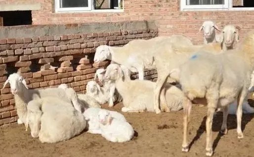 羊饲料的最佳配方是什么？