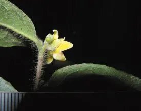 我国首次发现山茶属管蕊茶组新植物云南管蕊茶，这种茶有多稀有？