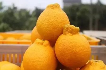 吃过这些水果的都是土豪，小编才第一次见识