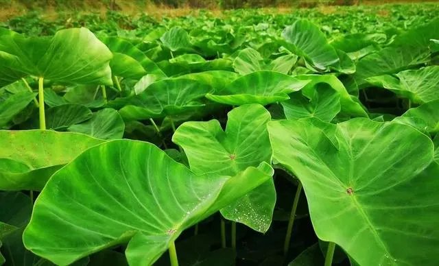 创业做什么好？