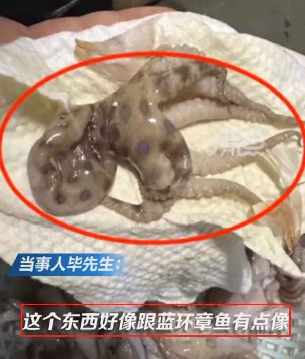 含有剧毒的蓝环章鱼 正在悄悄混入市场