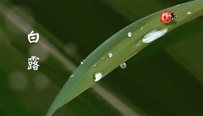 白露节气的含义是什么 白露节气有哪些含义
