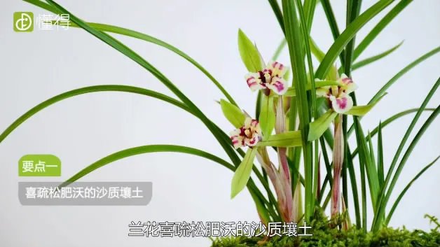 兰花的养殖方法