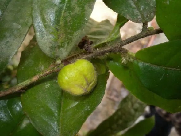 我国首次发现山茶属管蕊茶组新植物云南管蕊茶，这种茶有多稀有？