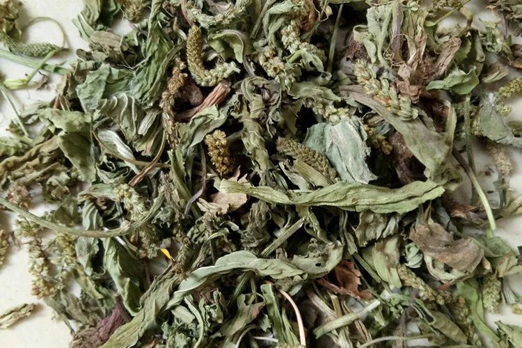 车前草功效图片