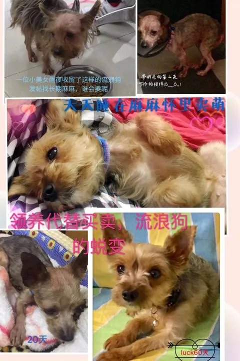 北京哪里可以领养狗？