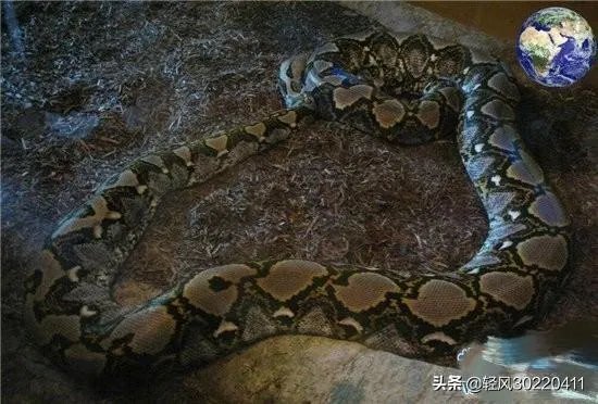 常见的十大无毒的蛇分别有哪些？