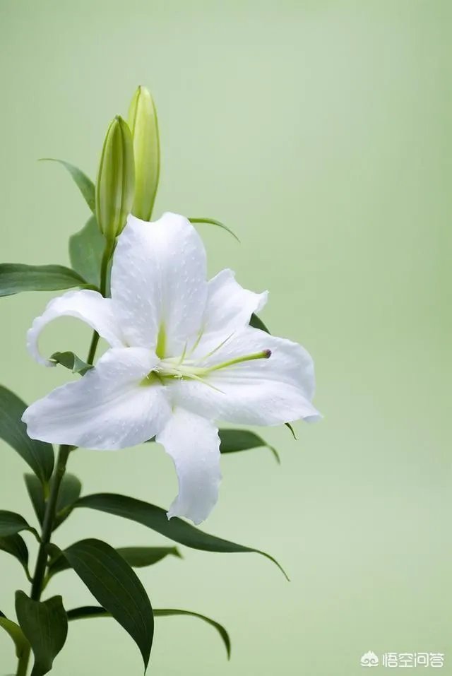 有哪些比较唯美带文字的头像可以分享？