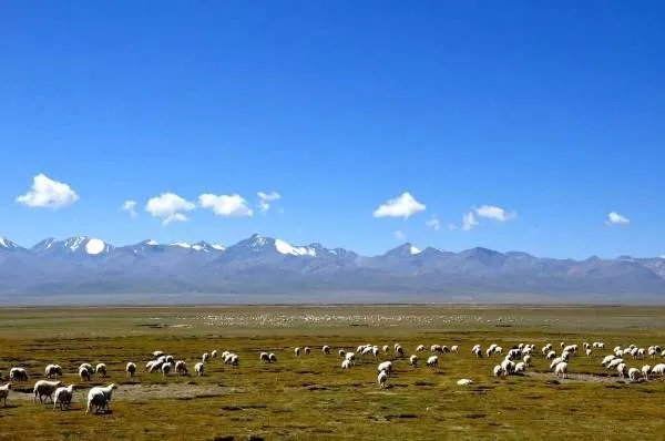 青海祁连山再次出现环境破坏事件，为何还有人顶风作案？