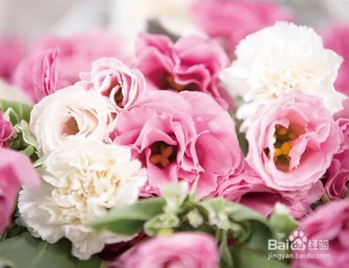 康乃馨多少钱一朵