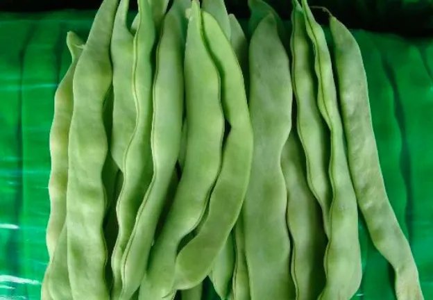 芸豆和豆角的区别