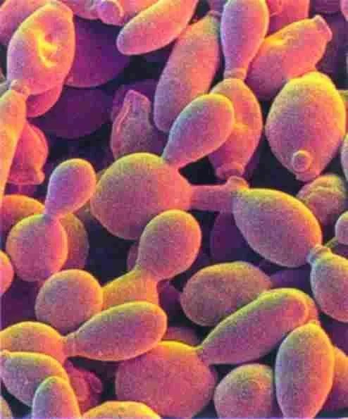 微生物饲料的介绍