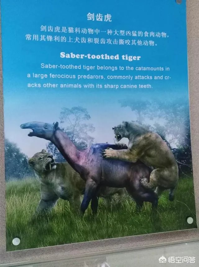 国足对阵伊朗队,你觉得是532阵型还是352阵型呢?韦世豪能不能进一个球呢?