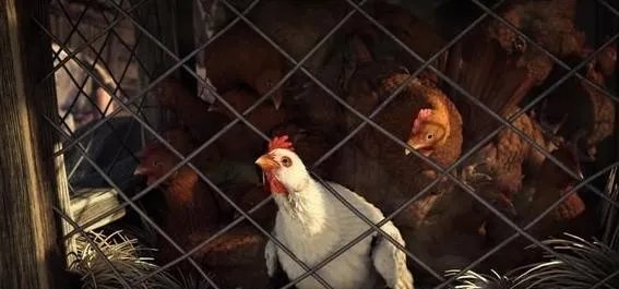 上古5杀鸡要偿命 哀悼游戏中各种悲催受虐的鸡