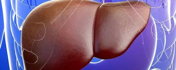 熊胆的功效与作用