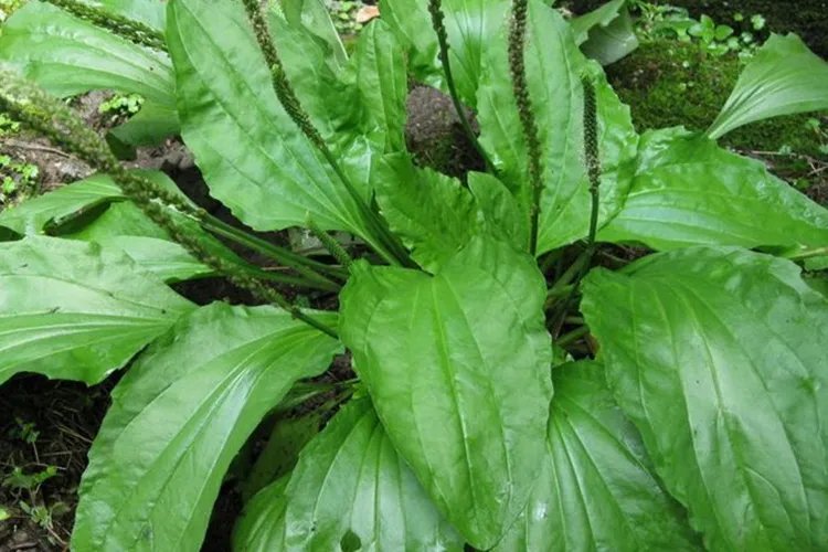 车前草功效图片