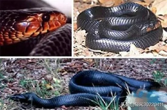 常见的十大无毒的蛇分别有哪些？