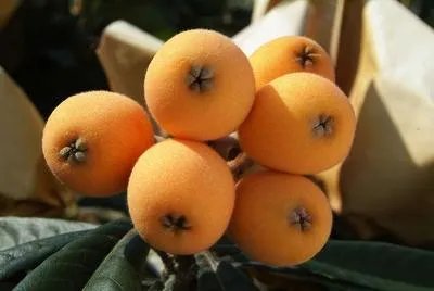 叶天士发明了川贝枇杷膏 了解川贝枇杷膏的功效